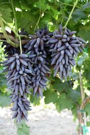 عنب الأصابع "Finger grapes": عنب أصابع... - Agricultural Arts | فيسبوك