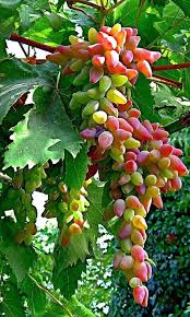 عنب الأصابع "Finger grapes": عنب أصابع... - Agricultural Arts | فيسبوك