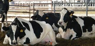 شروط تربية الأبقار الحلوب | ماكتيوبس تربية الأبقار في عالمنا العربي