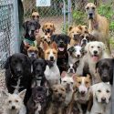 صورة اليوم..الكلاب على الباب..-صورة جماعية لـ 23 كلب..- تقدمة:Brenda Patnode .